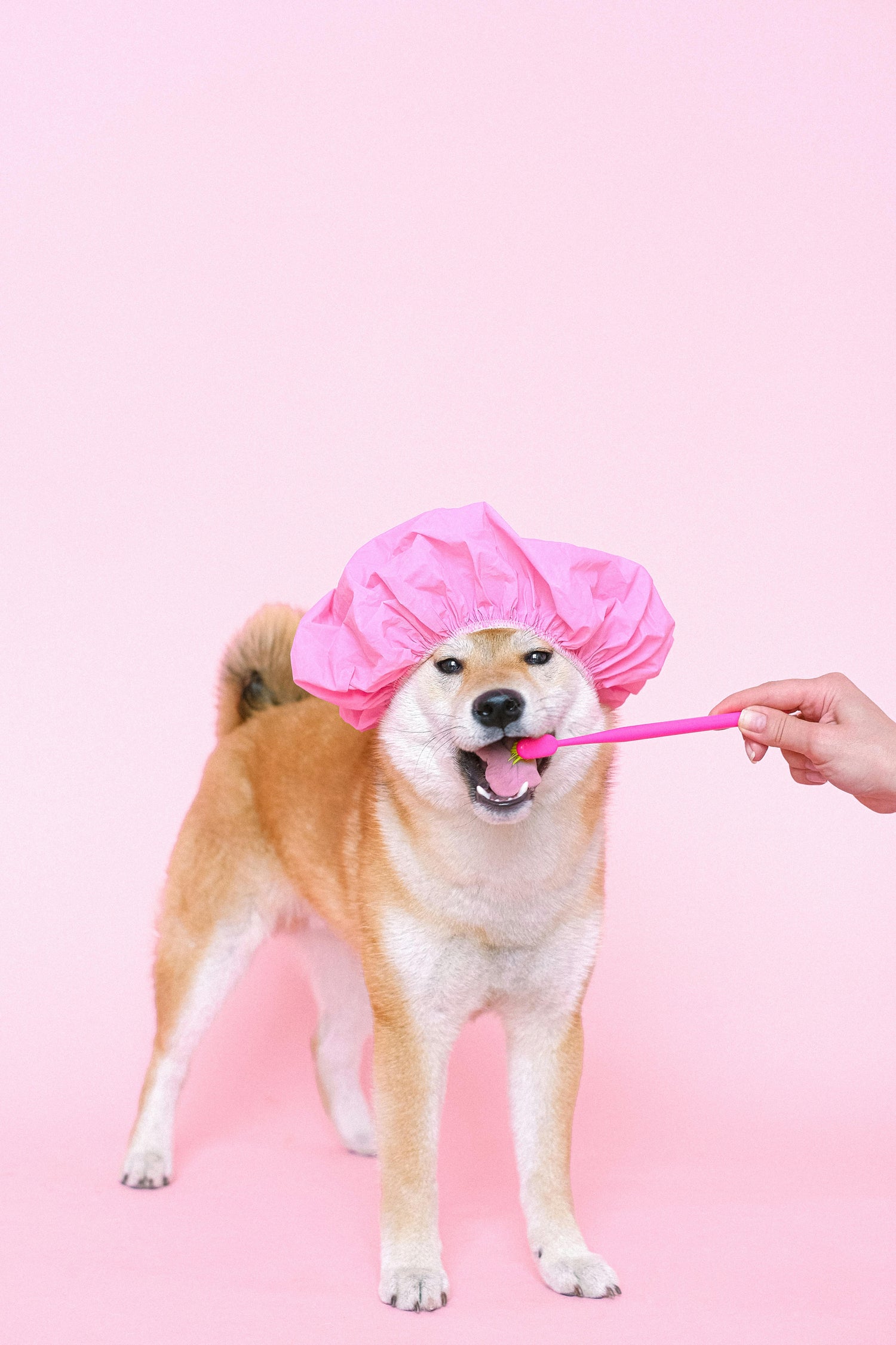 North Carolina dog grooming