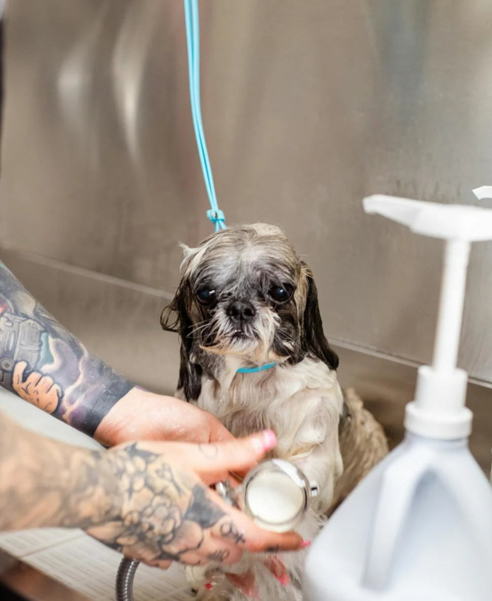 dog washing