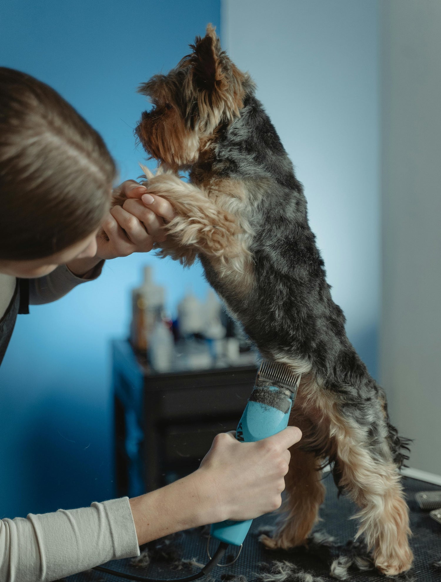 sanitary dog trimming grooming