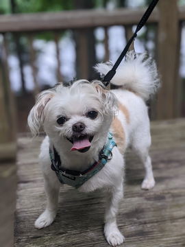 Happy client and dog