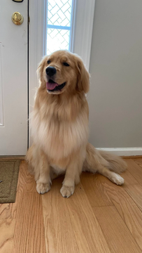 Happy client and dog