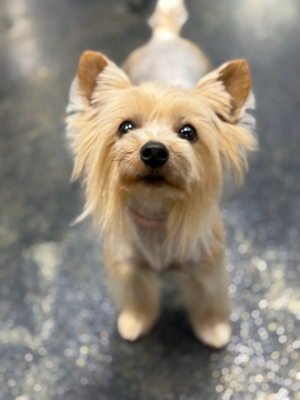 Happy client and dog