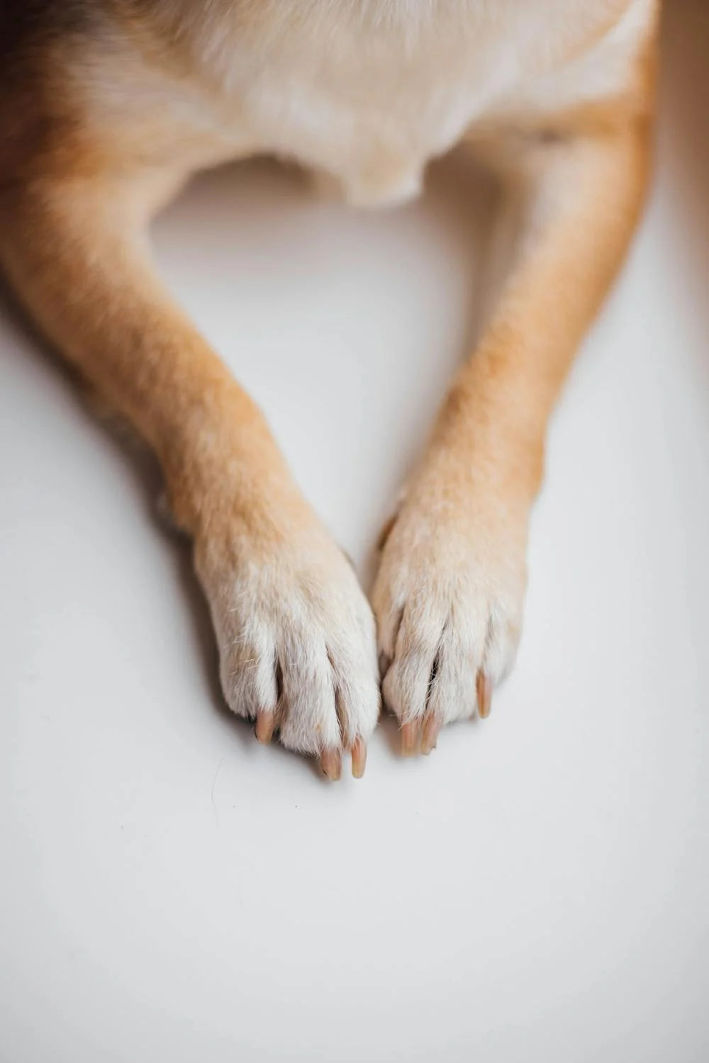 dog nail care