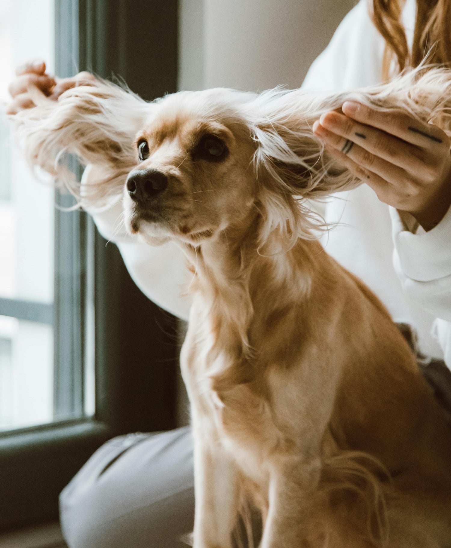 dog ear cleaning