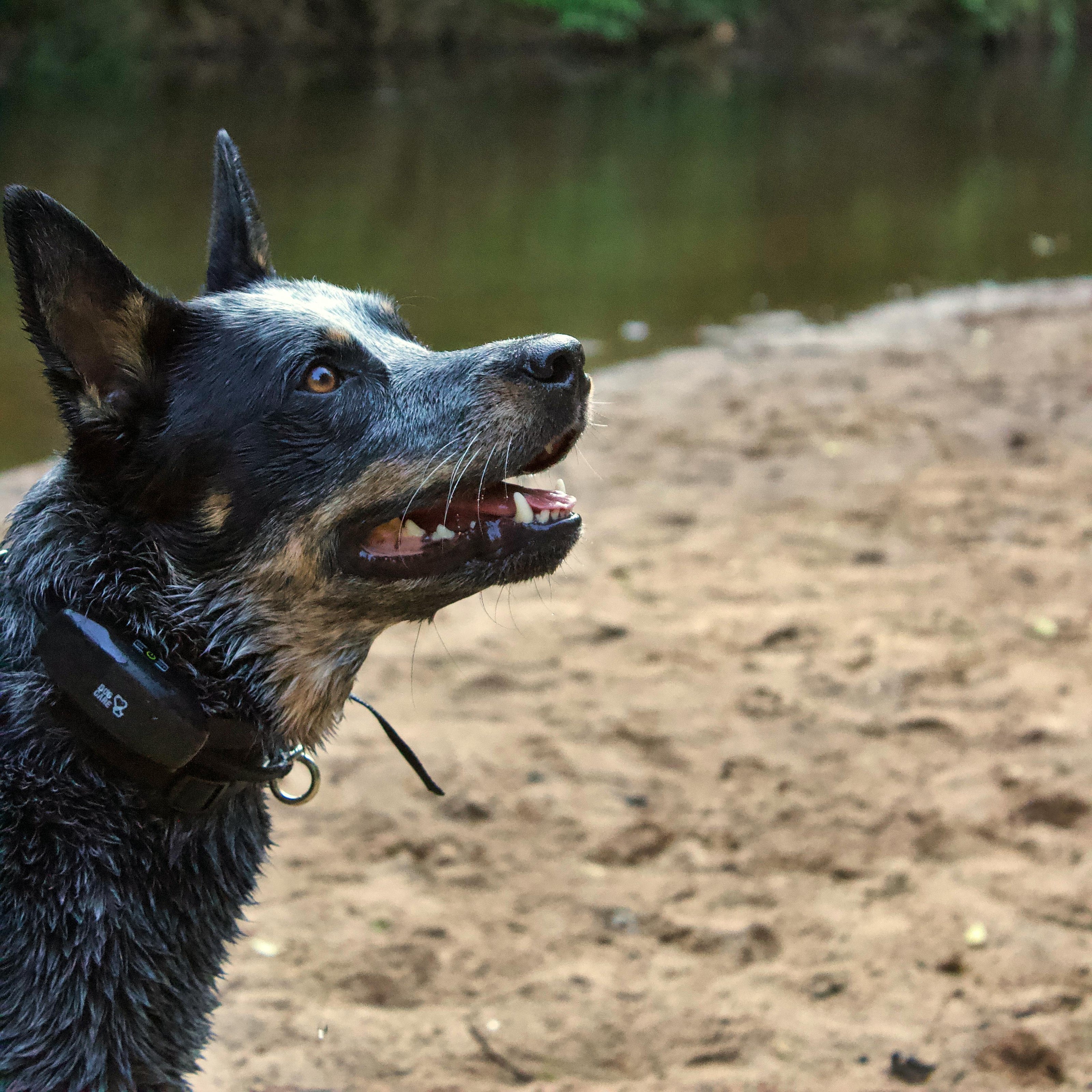 dog grooming basics