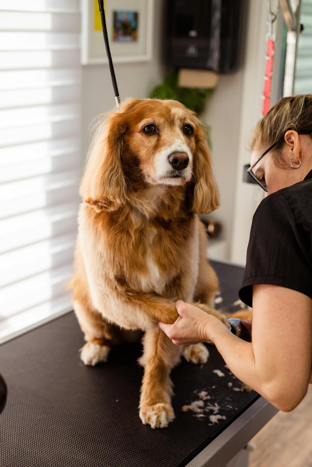 dog grooming nail trimming