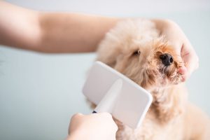 Services | Sundance Pet Grooming